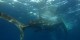 Philippines - 2012-01-16 - 120 - Whale Shark Beach